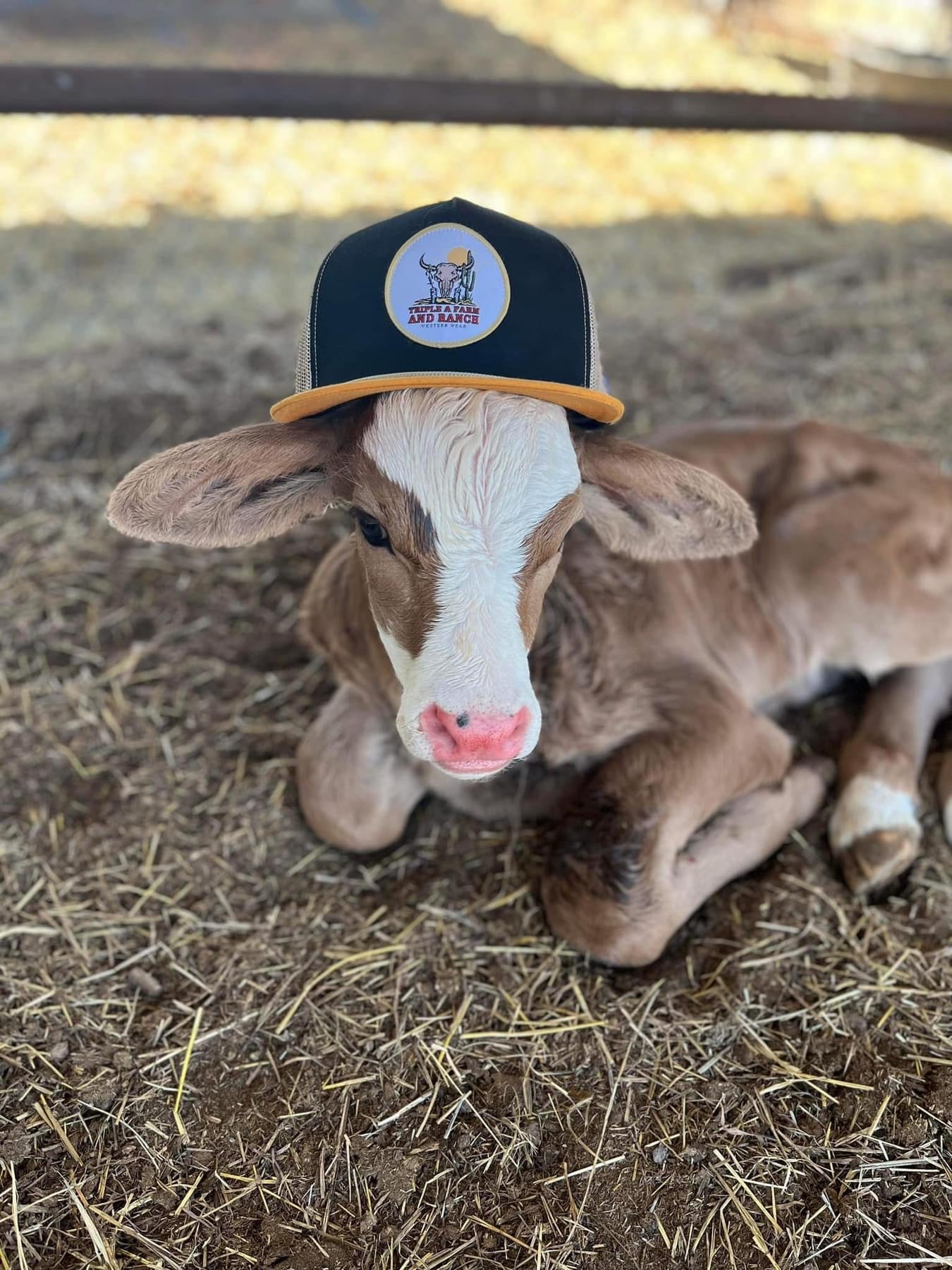 Triple A Farm & Ranch Philippians 4:13 Cap - FLASH SALE