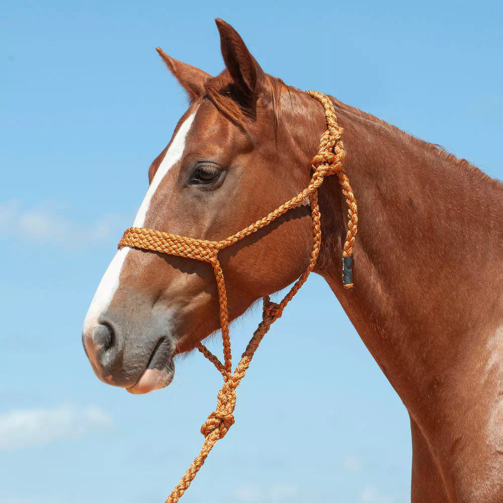 Cashel Flat Braid Halter w/9ft lead